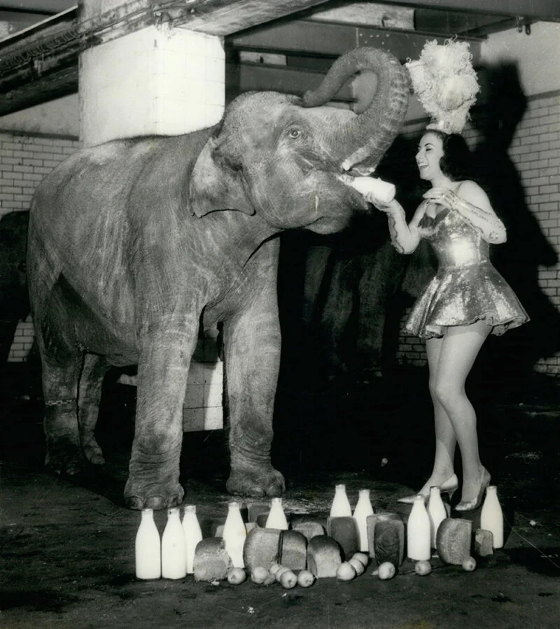 Elephants Marched up and Down Blackpool’s Promenade